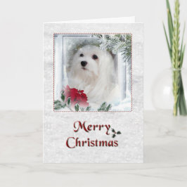 Snowdrop de Maltese kerstkaart Feestdagen Kaart