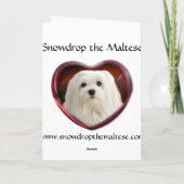 Snowdrop de Maltese kerstkaart Feestdagen Kaart (Achterkant)