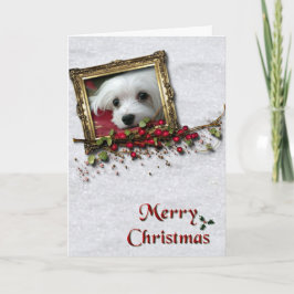 Snowdrop de Maltese kerstkaart Feestdagen Kaart