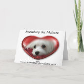 Snowdrop de Maltese Kerstmis/het Maltese Wenskaart Feestdagen Kaart (Achterkant)