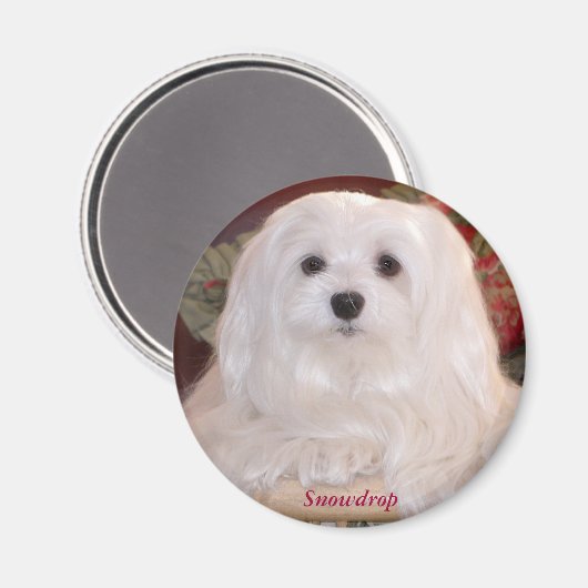 Snowdrop de Maltese Magneet (Voorkant / Achterkant)