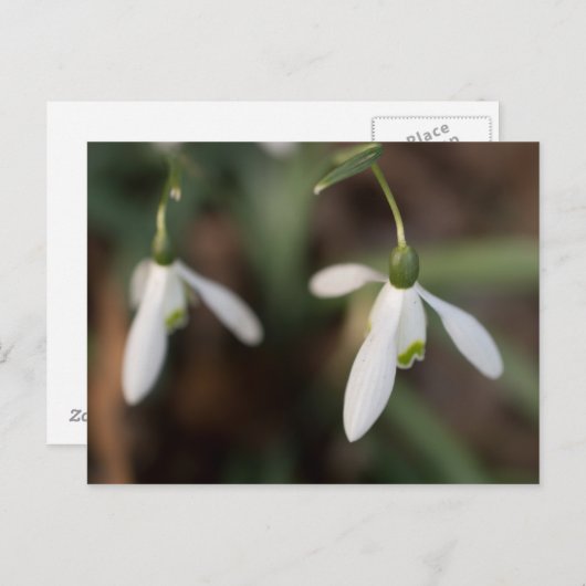Snowdrop Flowers Briefkaart (Voorkant / Achterkant)