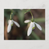 Snowdrop Flowers Briefkaart (Voorkant)