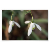 Snowdrop Flowers Foto Afdruk (Voorkant)