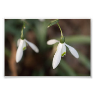 Snowdrop Flowers Foto Afdruk