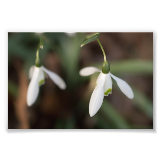 Snowdrop Flowers Foto Afdruk (Voorkant)