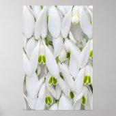 Snowdrop (Galanthus nivalis), boodschapper van de Poster (Voorkant)