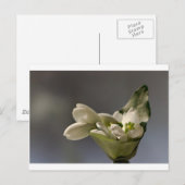 Snowdrop (Galanthus nivalis) Briefkaart (Voorkant / Achterkant)