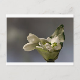 Snowdrop (Galanthus nivalis) Briefkaart