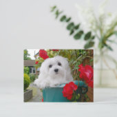 Snowdrop het Maltese Briefkaart (Staand voorkant)