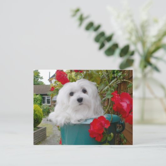 Snowdrop het Maltese Briefkaart (Staand voorkant)