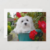 Snowdrop het Maltese Briefkaart (Voorkant / Achterkant)