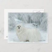 Snowdrop het Maltese Briefkaart (Voorkant / Achterkant)