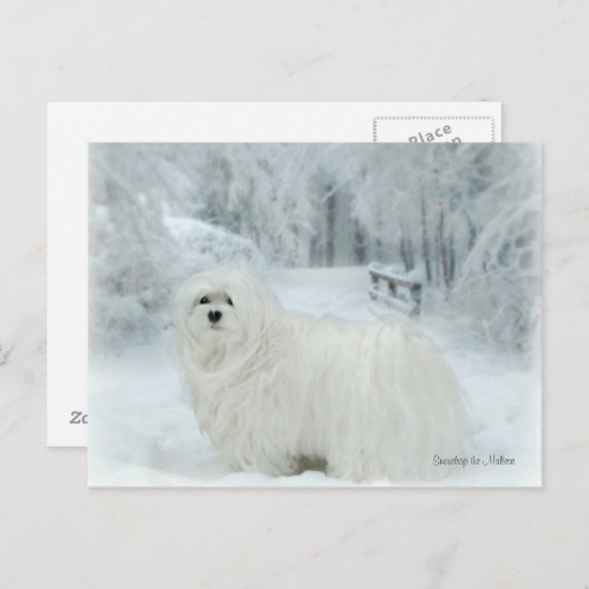 Snowdrop het Maltese Briefkaart (Voorkant / Achterkant)