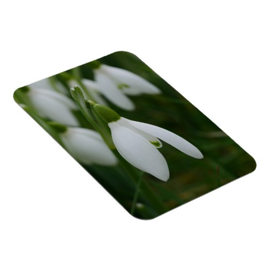 Snowdrop Magnet Magneet (Rechterzijde)