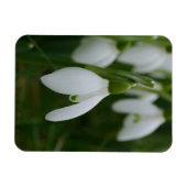 Snowdrop Magnet Magneet (Horizontaal)