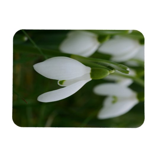 Snowdrop Magnet Magneet (Horizontaal)