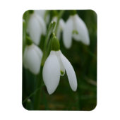 Snowdrop Magnet Magneet (Verticaal)