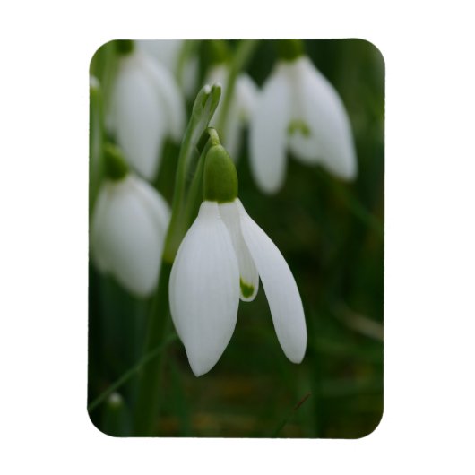 Snowdrop Magnet Magneet (Verticaal)