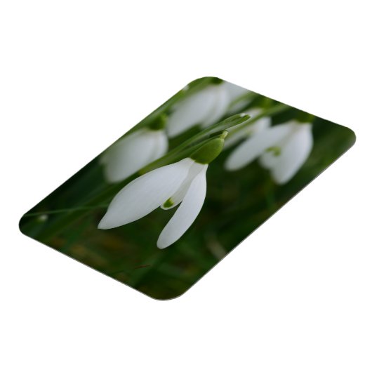 Snowdrop Magnet Magneet (Linkerzijde)