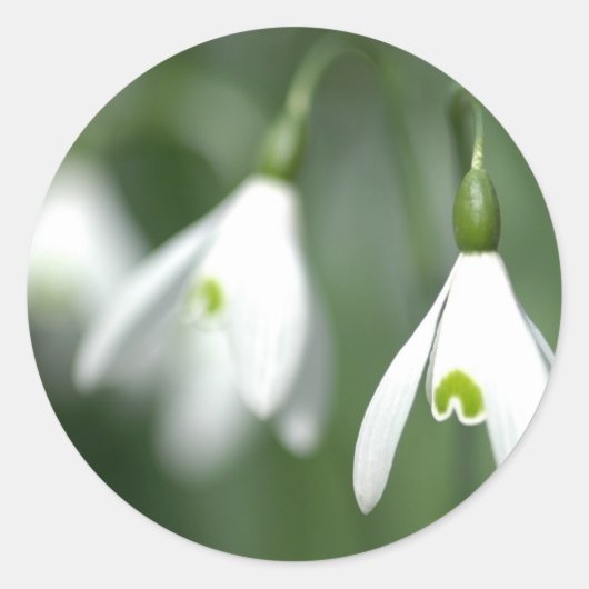 Snowdrop, van het Bloemencadeau collectie Ronde Sticker (Voorkant)
