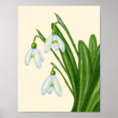 Snowdrops art print. poster (Voorkant)