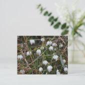 Snowdrops  briefkaart (Staand voorkant)