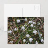 Snowdrops  briefkaart (Voorkant / Achterkant)