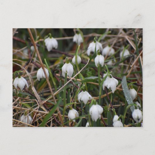 Snowdrops  briefkaart (Voorkant)