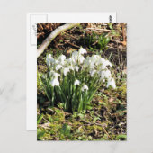 SNOWDROPS BRIEFKAART (Voorkant / Achterkant)