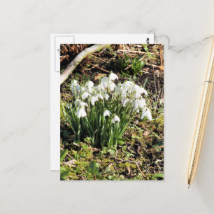 SNOWDROPS BRIEFKAART