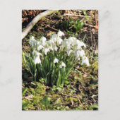 SNOWDROPS BRIEFKAART (Voorkant)