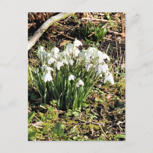 SNOWDROPS BRIEFKAART (Voorkant)