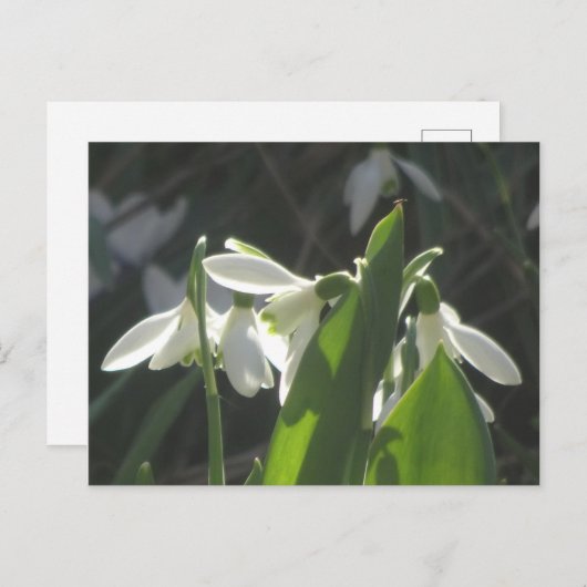 Snowdrops DIY Briefkaart (Voorkant / Achterkant)