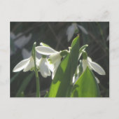 Snowdrops DIY Briefkaart (Voorkant)