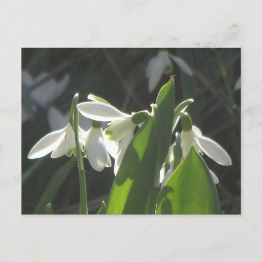 Snowdrops DIY Briefkaart (Voorkant)