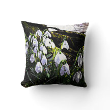 Snowdrops Fotografie Spring