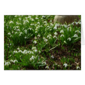 Snowdrops II (Galanthus) Spring Floral (Voorkant Horizontaal)