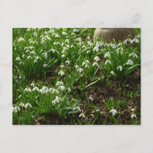 Snowdrops II (Galanthus) Spring Floral Briefkaart