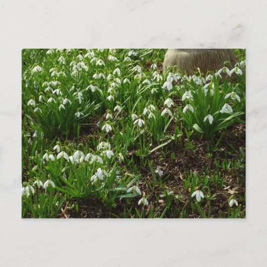 Snowdrops II (Galanthus) Spring Floral Briefkaart (Voorkant)