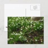 Snowdrops II (Galanthus) Spring Floral Briefkaart (Voorkant / Achterkant)