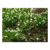 Snowdrops II (Galanthus) Spring Floral Foto Afdruk (Voorkant)