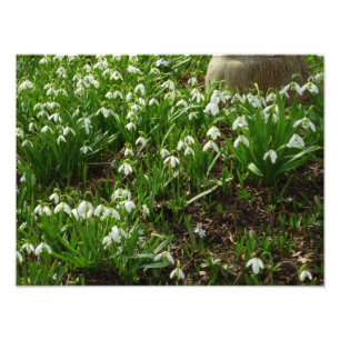 Snowdrops II (Galanthus) Spring Floral Foto Afdruk