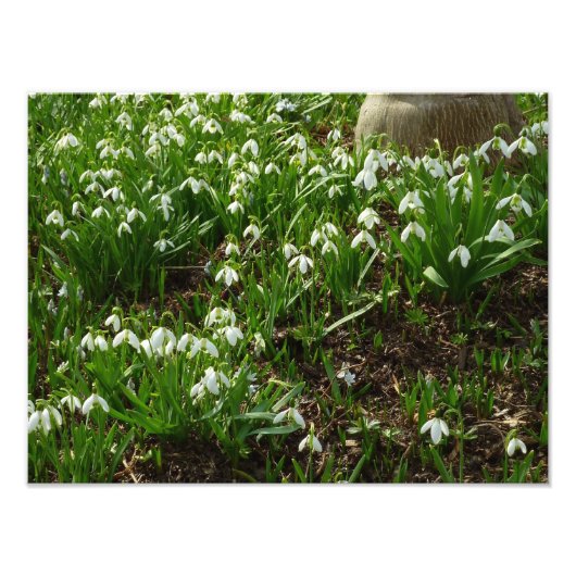 Snowdrops II (Galanthus) Spring Floral Foto Afdruk (Voorkant)