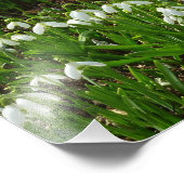 Snowdrops II (Galanthus) Spring Floral Foto Afdruk (Hoek)