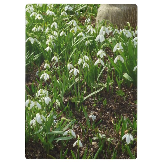 Snowdrops II (Galanthus) Spring Floral Klembord (Achterkant)