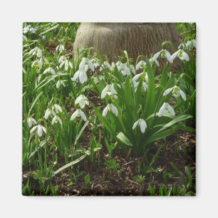 Snowdrops II (Galanthus) Spring Floral Magneet