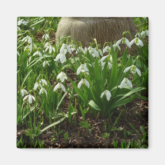 Snowdrops II (Galanthus) Spring Floral Magneet (Voorkant)
