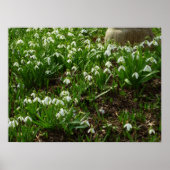 Snowdrops II (Galanthus) Spring Floral Poster (Voorkant)