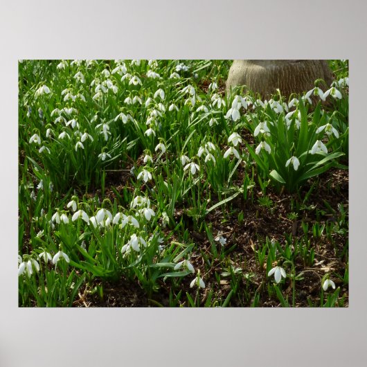 Snowdrops II (Galanthus) Spring Floral Poster (Voorkant)